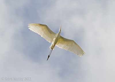 Intermediate Egret (Ardea intermedia plumifera)