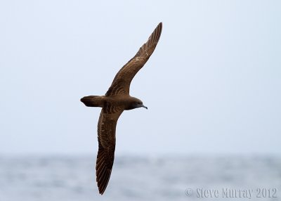 Wedge-tailed Shearwater (Ardenna pacificus)