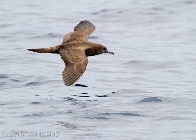 Wedge-tailed Shearwater (Ardenna pacificus)