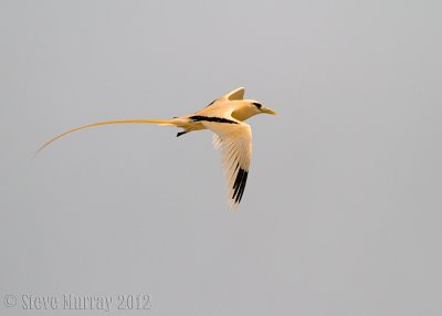 White-tailed Tropicbird (Phaethon lepturus fulvus)