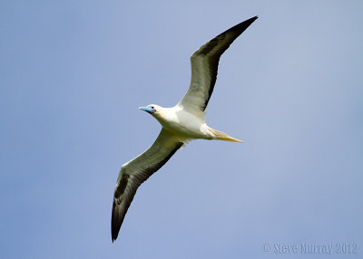 Red-footed Booby (Sula sula)