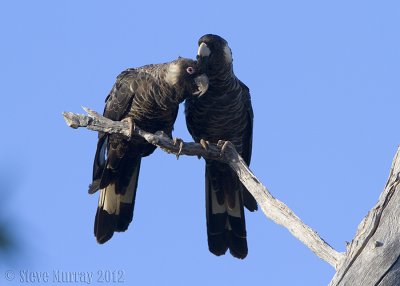 Baudin's Black Cockatoo (Zanda baudinii)