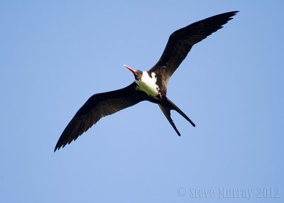 Christmas Frigatebird (Fregata andrewsi)