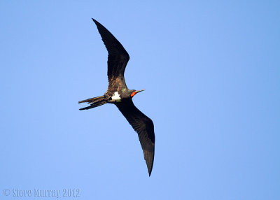 Christmas Frigatebird (Fregata andrewsi)