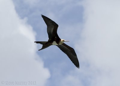 Christmas Frigatebird (Fregata andrewsi)