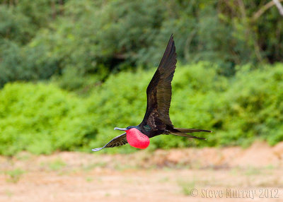 Great Frigatebird (Fregata minor)