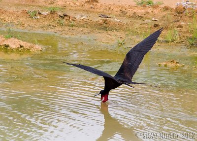 Great Frigatebird (Fregata minor)