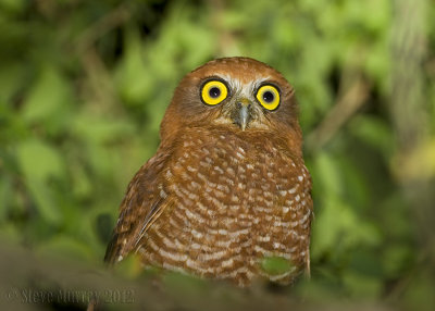 Christmas Boobook (Ninox natalis)