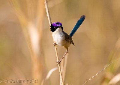 Purple-crowned Fairywren