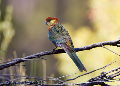 Western Rosella (Platycercus icterotis)