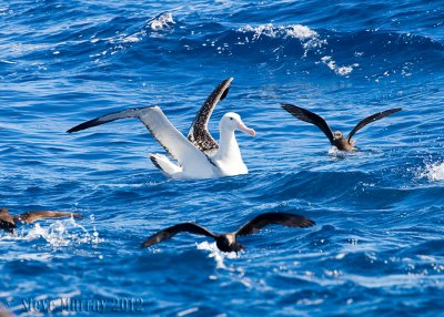 Antipodean Albatross (Diomedea antipodensis gibsoni)