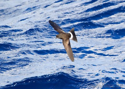 Wilsons Storm-Petrel (Oceanites oceanicus)