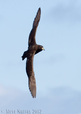 Black Petrel (Procellaria parkinsoni)