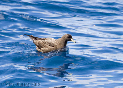 Black Petrel (Procellaria parkinsoni)