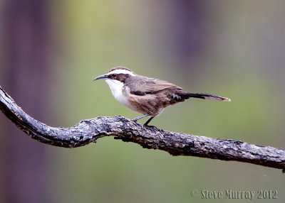 White-browed Babbler (Pomatostomus superciliosus gilgandra)