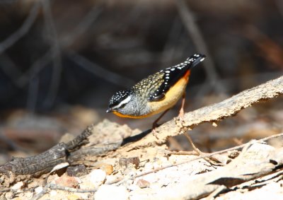Spotted Pardalote (Pardalotus punctatus)