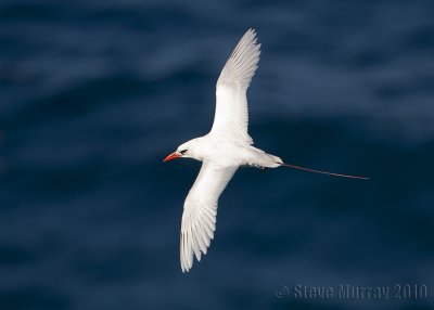 Red-tailed Tropicbird (Phaethon rubricauda roseotinctus)