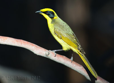 Yellow-tufted Honeyeater (Lichenostomus melanops)