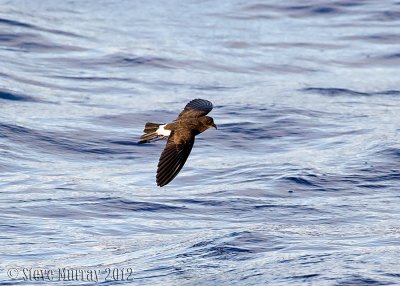 New Caledonian Storm Petrel