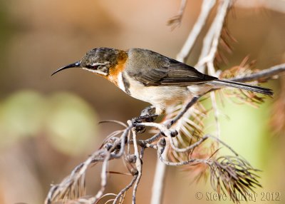 Western Spinebill (Acanthorhynchus superciliosus)