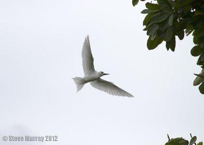 White Tern (Gygis alba candida)