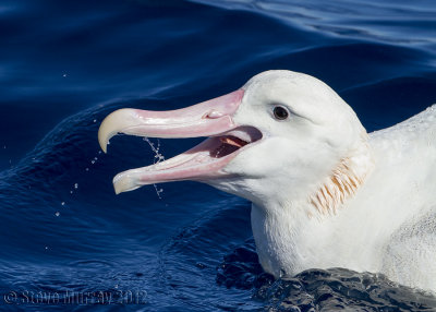 Antipodean Albatross (Diomedea antipodensis gibsoni)