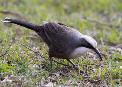 Grey-crowned Babbler (Pomatostomus temporalis)