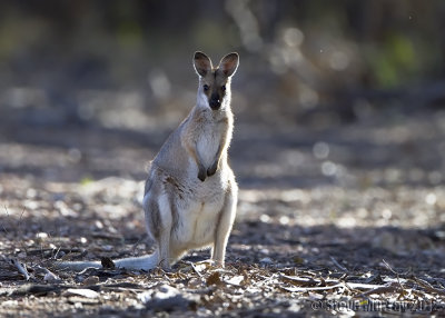 Whiptail Wallaby (Macropus parryi)