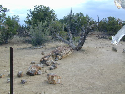 petrified forest3.JPG