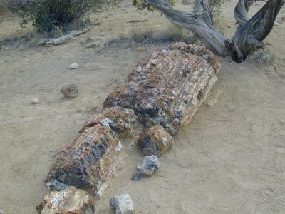 petrified forest4.JPG