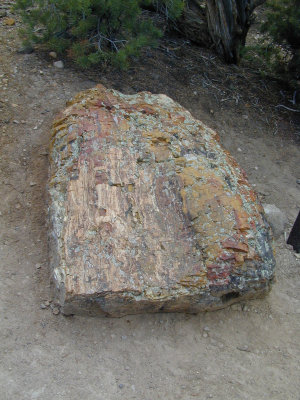 petrified forest5.jpg