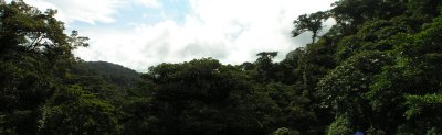 pano forest1.jpg