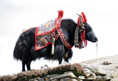 Lhasa-Gyantse_008.JPG