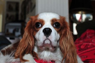 2010 12 26_D300s_2911.jpg
