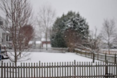 2011 01 10_D300s_2852.jpg