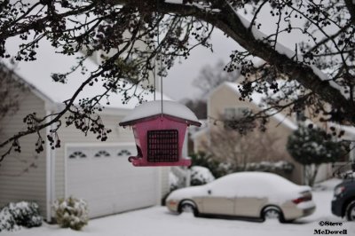 2011 01 10_D300s_2865.jpg