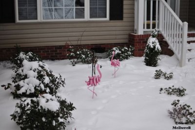 2011 01 10_D300s_2874.jpg
