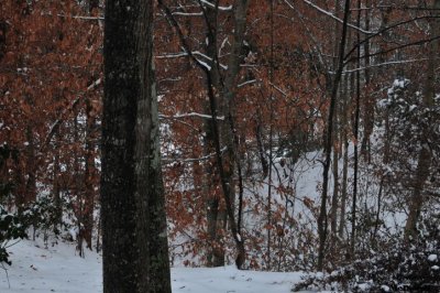 2011 01 11_D300s_2839.jpg