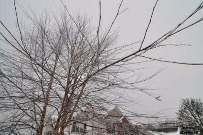 2011 01 11_D90_2808.jpg