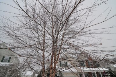 2011 01 11_D90_2809.jpg