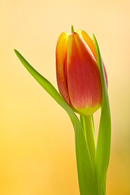 Tulip/Tulp 89