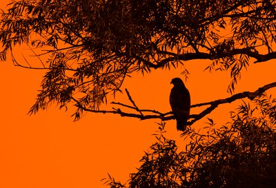 Buzzard/Buizerd 9