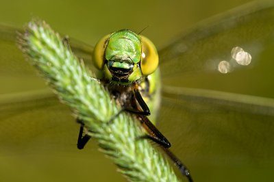 Emperor dragonfly/Keizerlibel 106