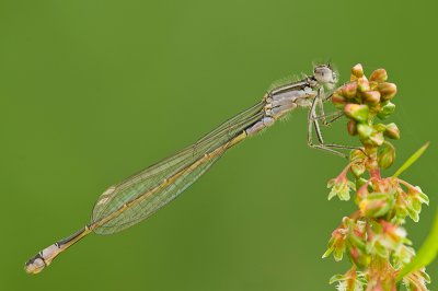 Common blue damselfly/Watersnuffel 107