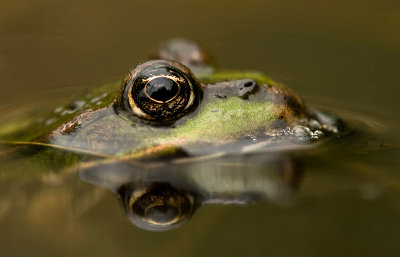 Green frog/ Groene kikker 24