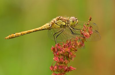 Vagrant darter\Steenrodeheidelibel  109