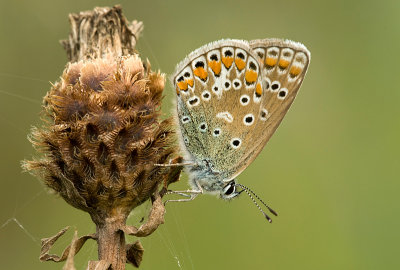 Common  blue/Icarusblauwtje 118