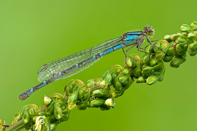 Azure damselfly/Azuurwaterjuffer  115