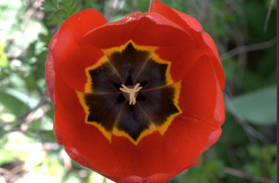 Spring 2011 Tulip.jpg