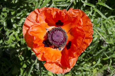 Poppy.jpg